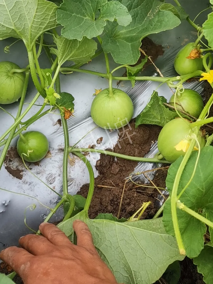 其他品種的甜瓜2塊1斤都賣不動(dòng)，我的玉奶香2號(hào)甜瓜2塊5直接搶