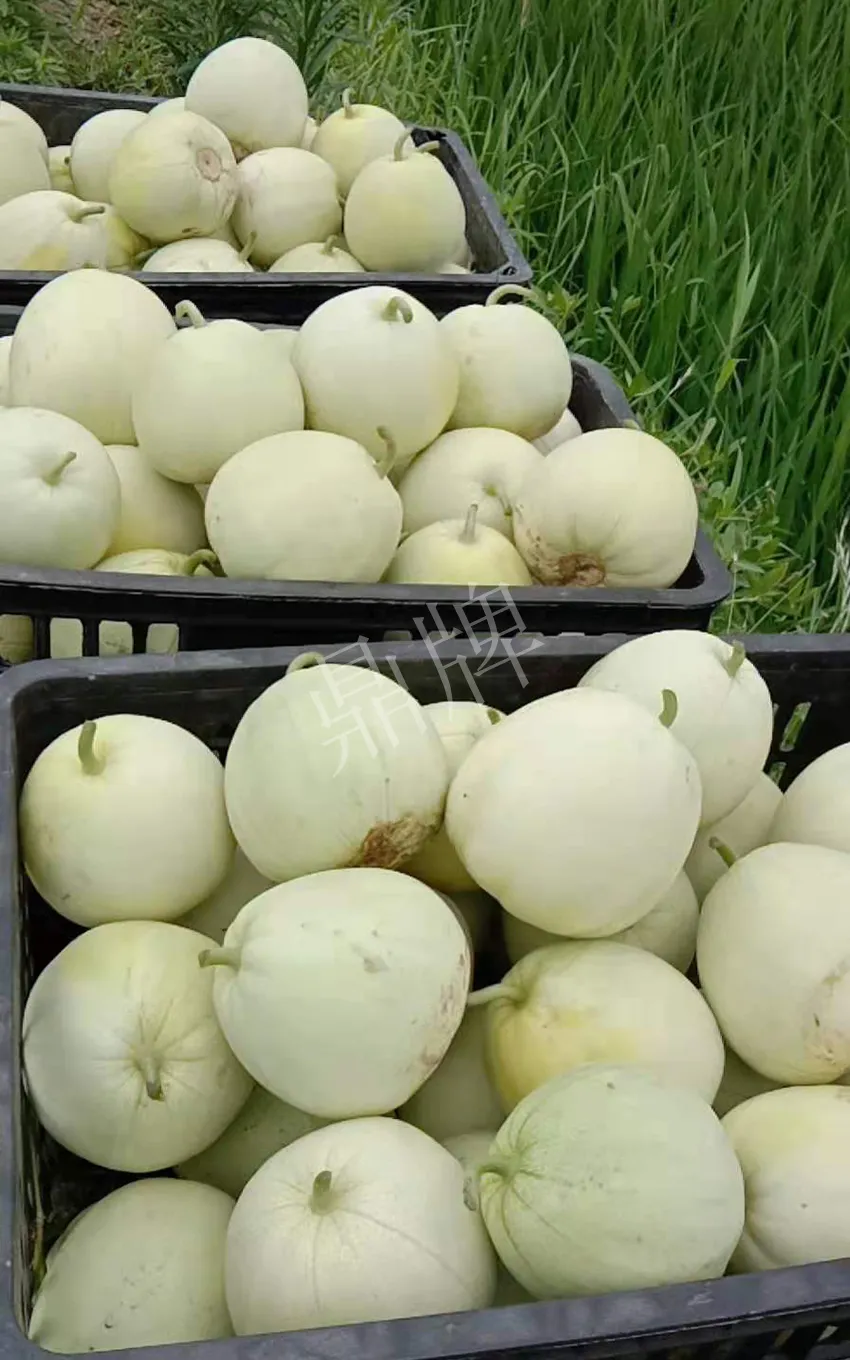 其他品種的甜瓜2塊1斤都賣不動(dòng)，我的玉奶香2號(hào)甜瓜2塊5直接搶