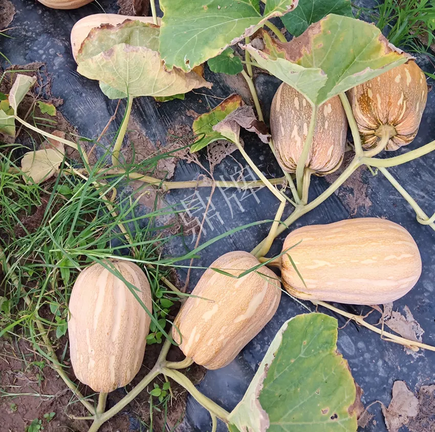 襄陽農(nóng)民“押寶”押對了，這個品種幫他賺了2倍錢