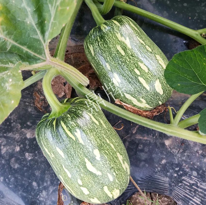 襄陽農(nóng)民“押寶”押對了，這個品種幫他賺了2倍錢