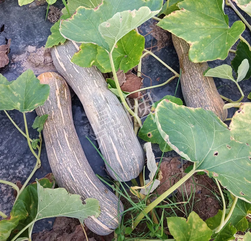 岳陽王大年打工多年，選擇回家種南瓜，今年還增加了50畝地