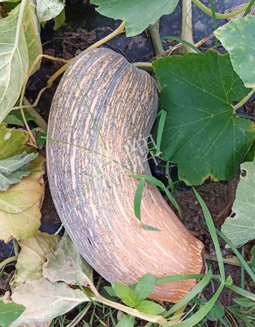 岳陽王大年打工多年，選擇回家種南瓜，今年還增加了50畝地