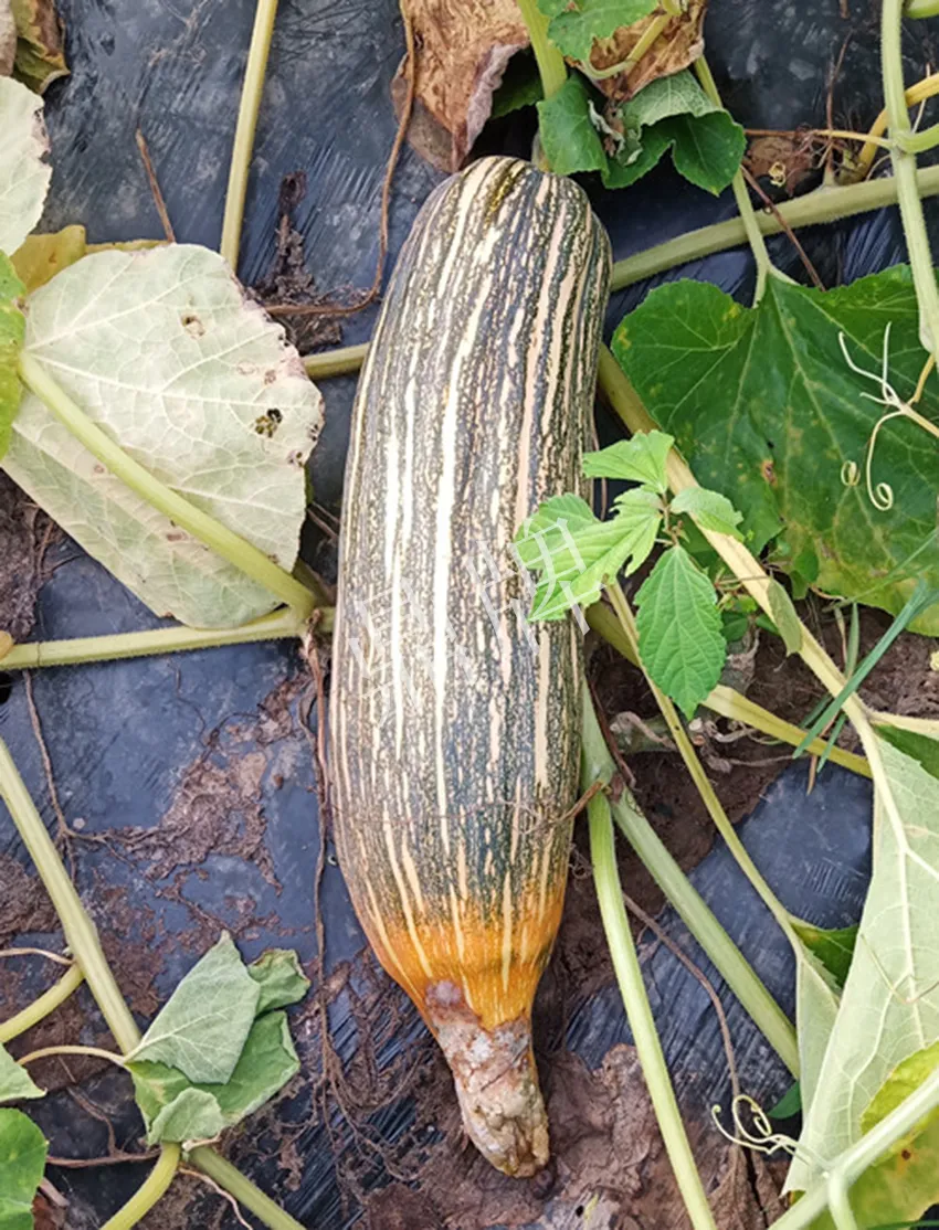 岳陽王大年打工多年，選擇回家種南瓜，今年還增加了50畝地