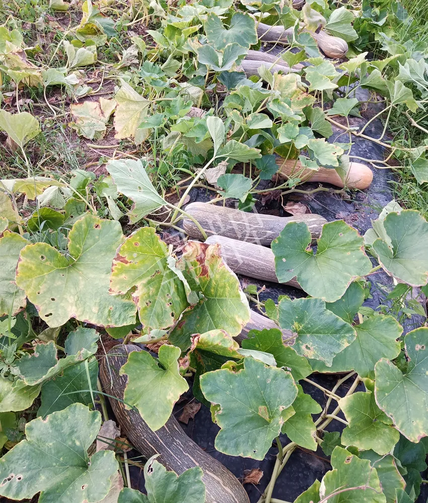 岳陽王大年打工多年，選擇回家種南瓜，今年還增加了50畝地