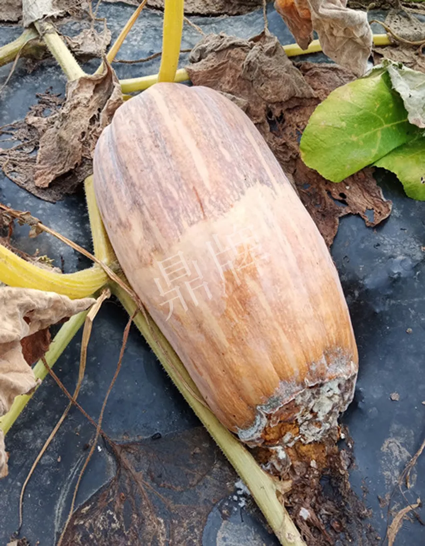 岳陽王大年打工多年，選擇回家種南瓜，今年還增加了50畝地