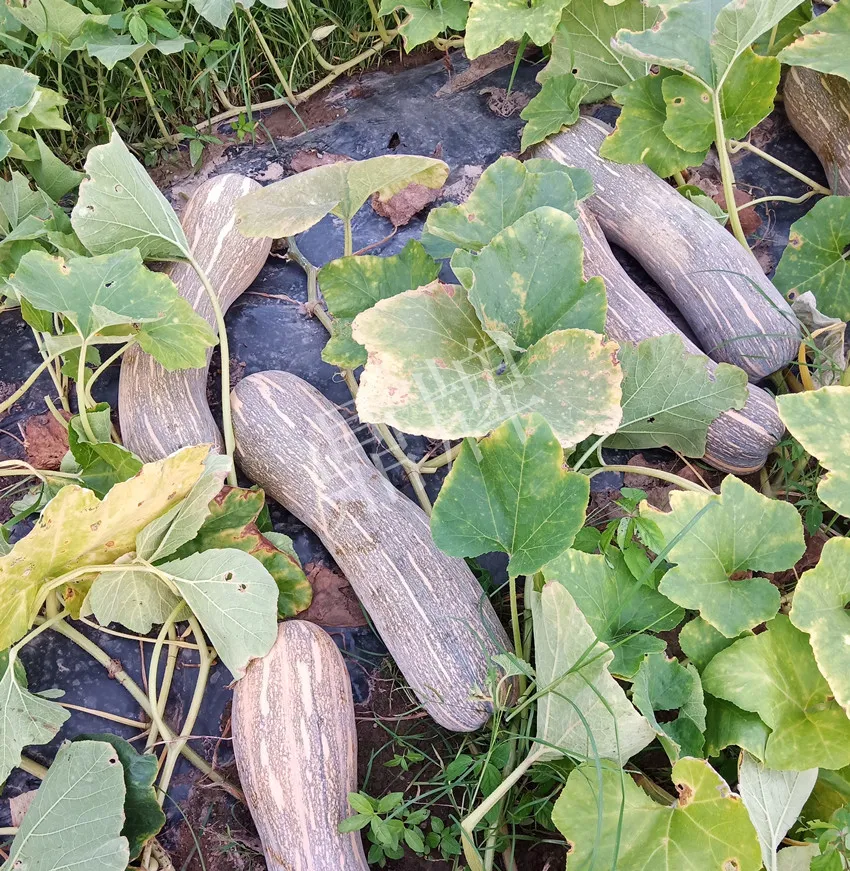 岳陽王大年打工多年，選擇回家種南瓜，今年還增加了50畝地