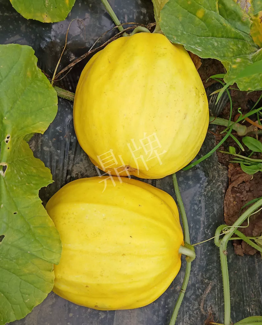 婁底瓜農(nóng)純賺50萬，我這個“張大膽”榮光了一把