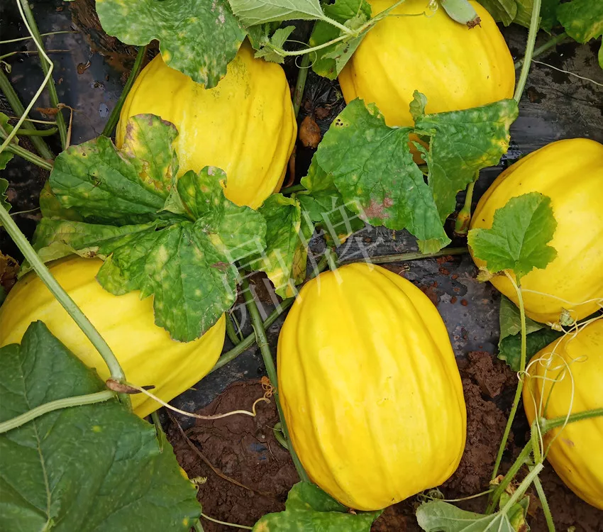 婁底瓜農(nóng)純賺50萬，我這個“張大膽”榮光了一把