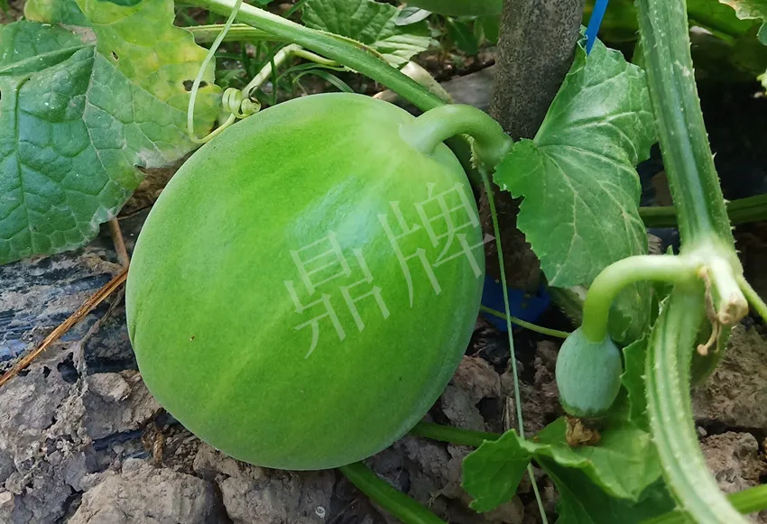 婁底瓜農(nóng)純賺50萬，我這個“張大膽”榮光了一把