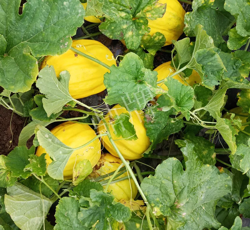 婁底瓜農(nóng)純賺50萬，我這個“張大膽”榮光了一把