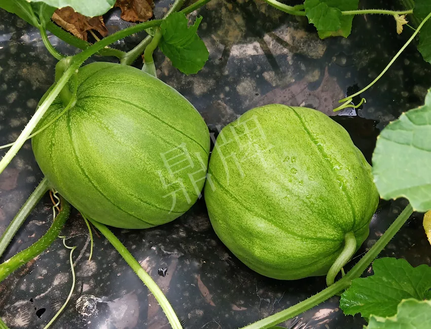 婁底瓜農(nóng)純賺50萬，我這個“張大膽”榮光了一把