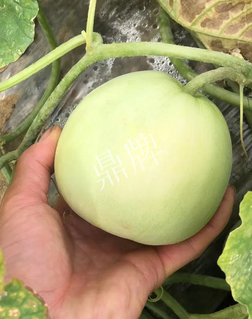 郴州農(nóng)戶種植新品種，果實(shí)又香又甜，很好賣