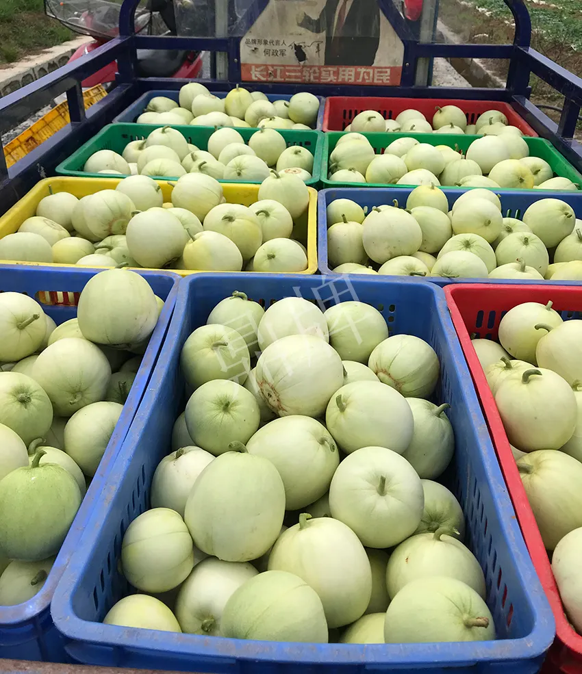 郴州農(nóng)戶種植新品種，果實(shí)又香又甜，很好賣