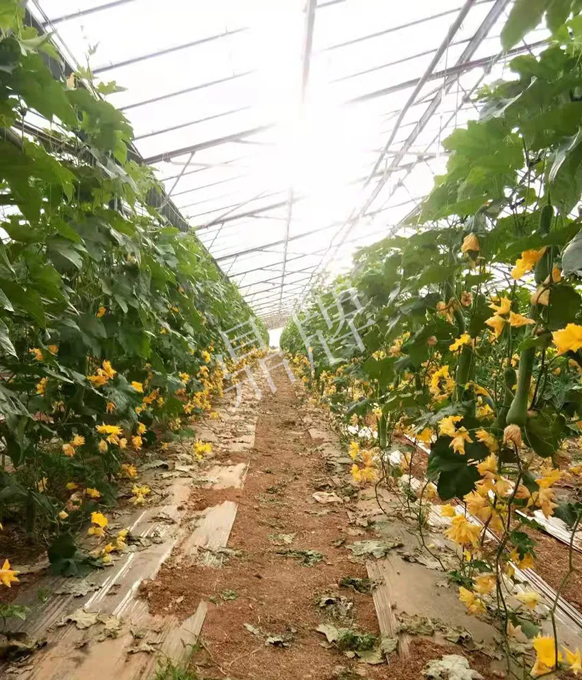 鎮(zhèn)江的何青萍，在法國(guó)種植“優(yōu)比1號(hào)”每公斤24元