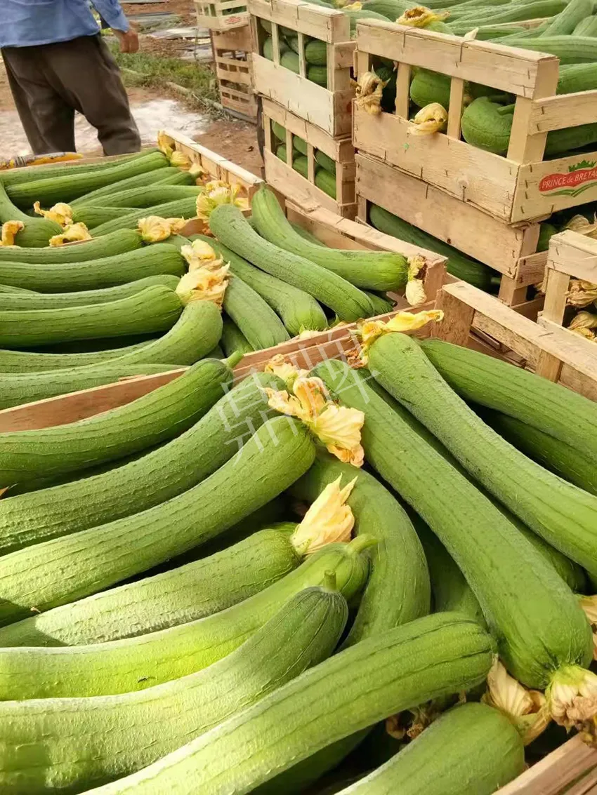 鎮(zhèn)江的何青萍，在法國(guó)種植“優(yōu)比1號(hào)”每公斤24元