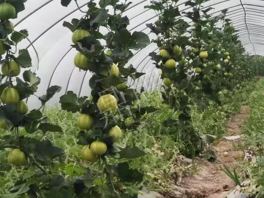 一株坐果15個(gè)，6元1斤，好賣得很