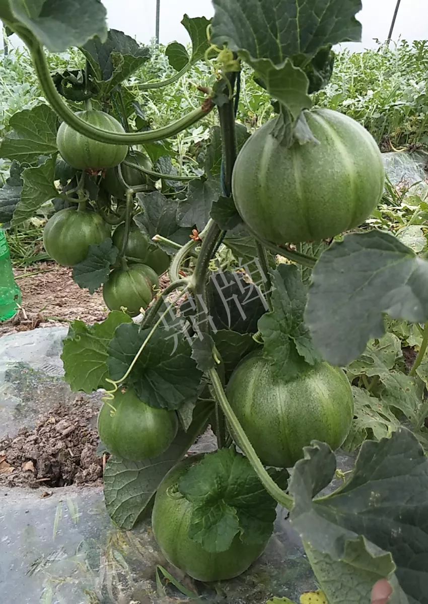 一株坐果15個(gè)，6元1斤，好賣得很