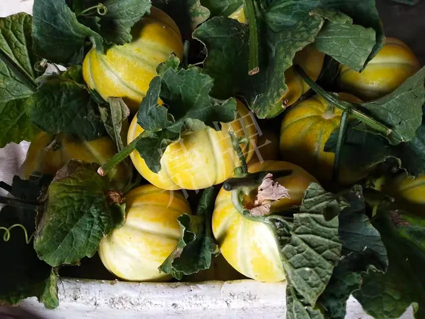 一株坐果15個(gè)，6元1斤，好賣得很