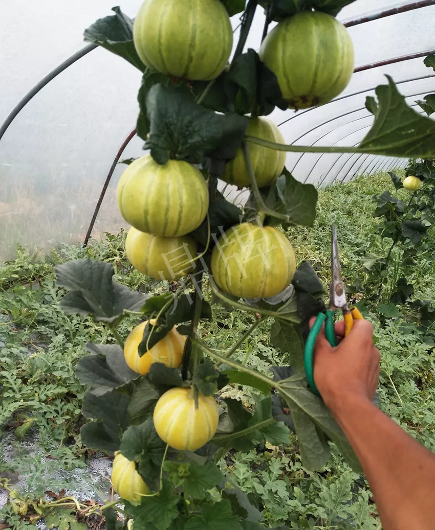 一株坐果15個(gè)，6元1斤，好賣得很