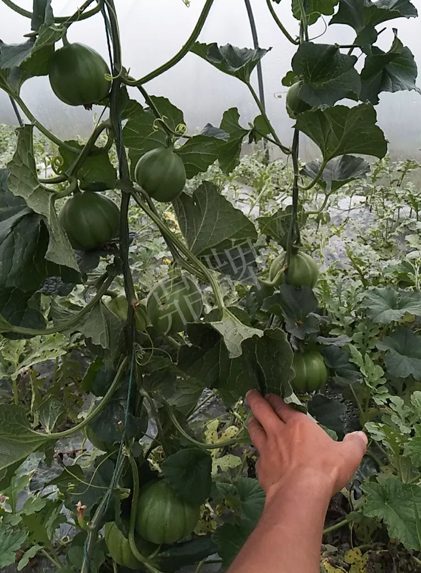 一株坐果15個(gè)，6元1斤，好賣得很