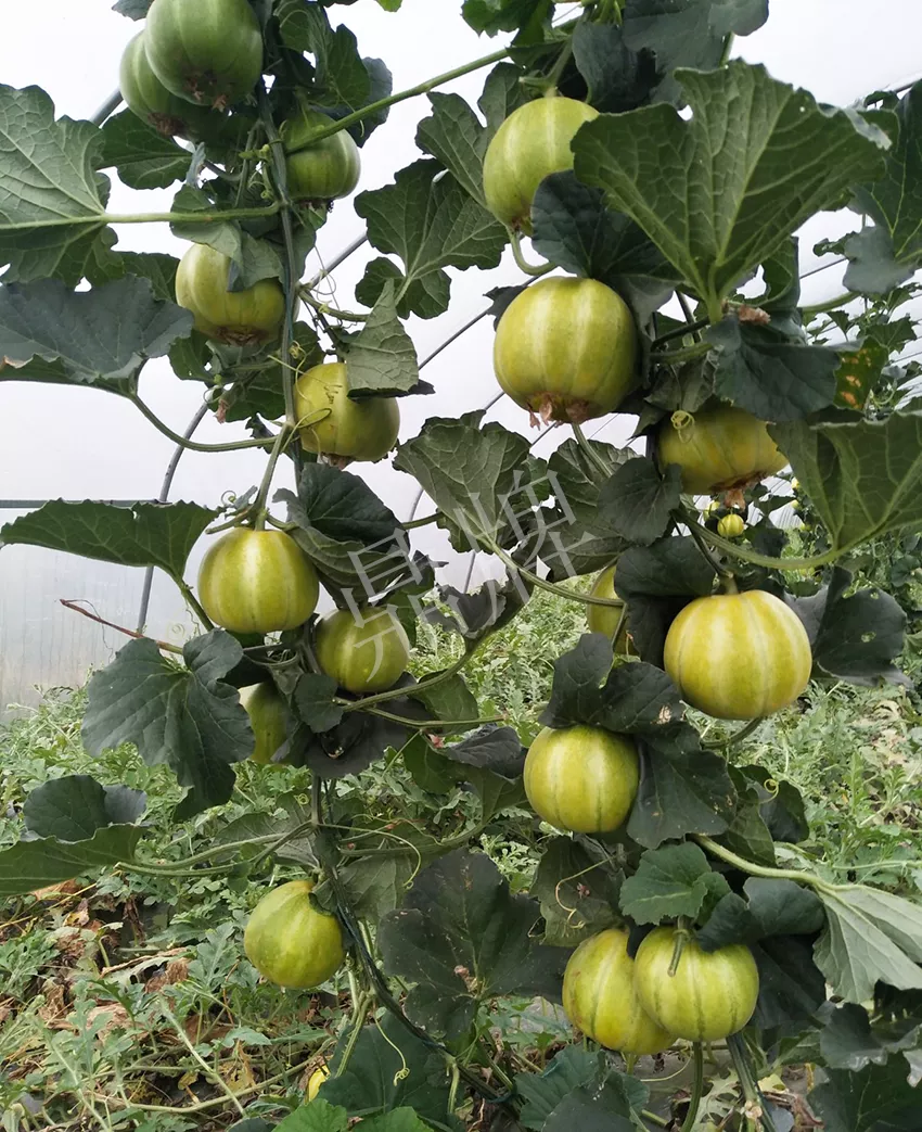 一株坐果15個(gè)，6元1斤，好賣得很