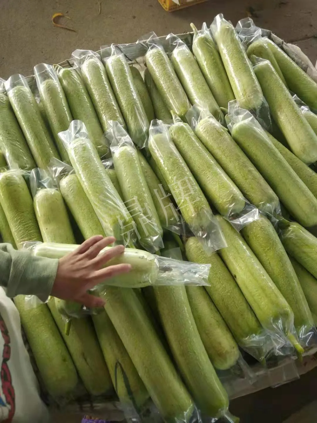 這個(gè)絲瓜每畝能掙3萬(wàn)，沒(méi)種植的農(nóng)戶(hù)后悔得拍大腿