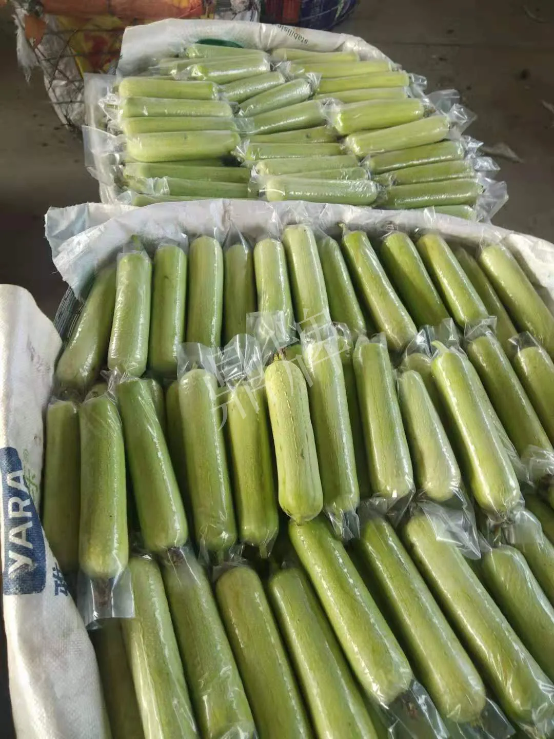 這個(gè)絲瓜每畝能掙3萬(wàn)，沒(méi)種植的農(nóng)戶(hù)后悔得拍大腿