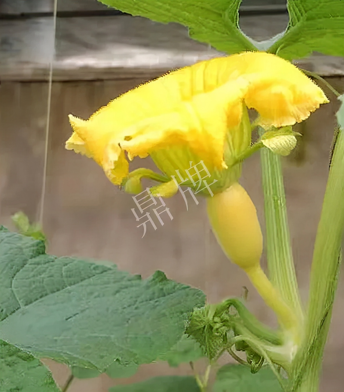 河南3月中旬就上市的“黃金筍瓜”，能買到14元/斤