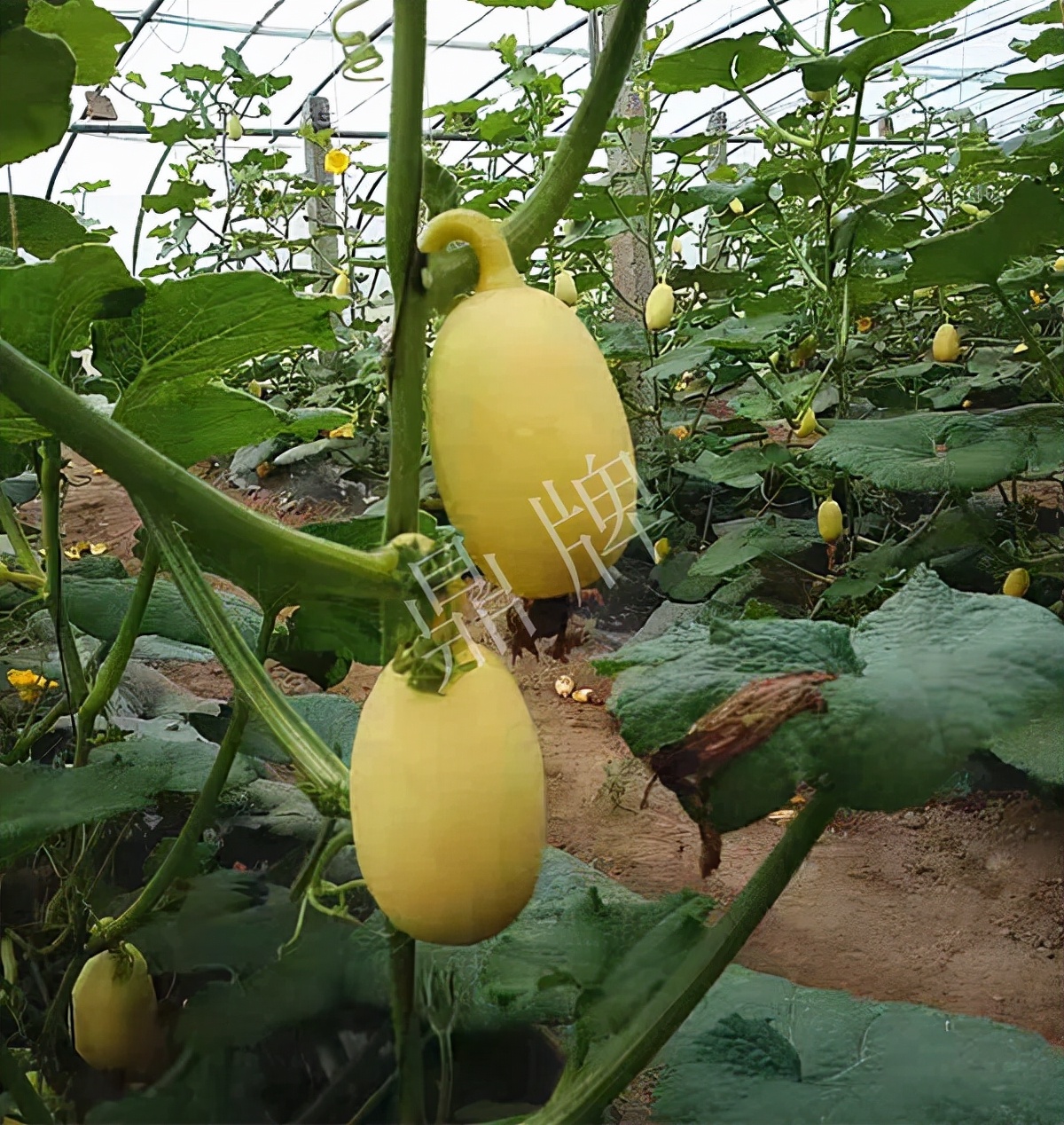 河南3月中旬就上市的“黃金筍瓜”，能買到14元/斤