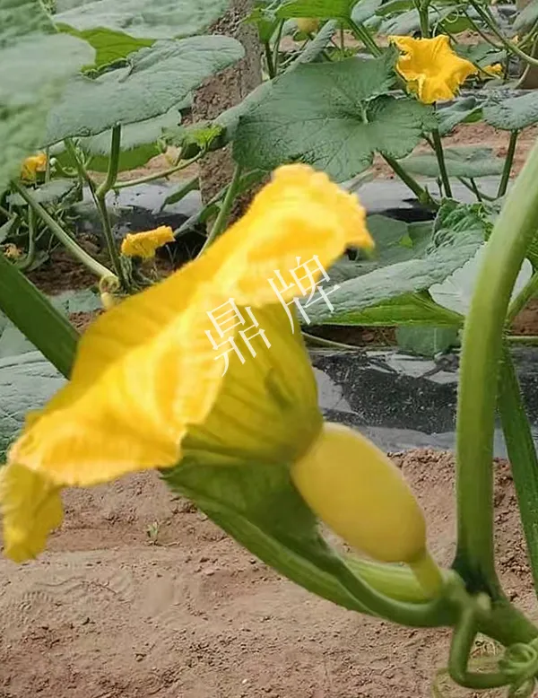 河南3月中旬就上市的“黃金筍瓜”，能買到14元/斤