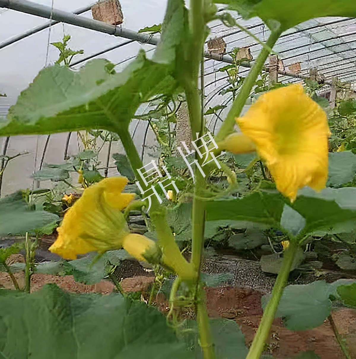 河南3月中旬就上市的“黃金筍瓜”，能買到14元/斤