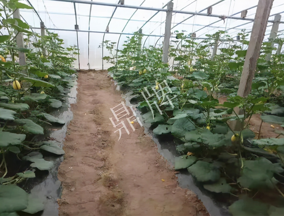 河南3月中旬就上市的“黃金筍瓜”，能買到14元/斤