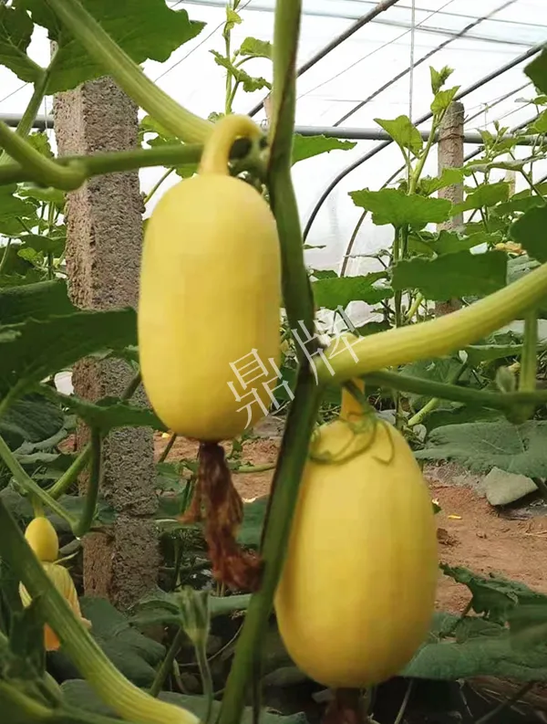 河南3月中旬就上市的“黃金筍瓜”，能買到14元/斤