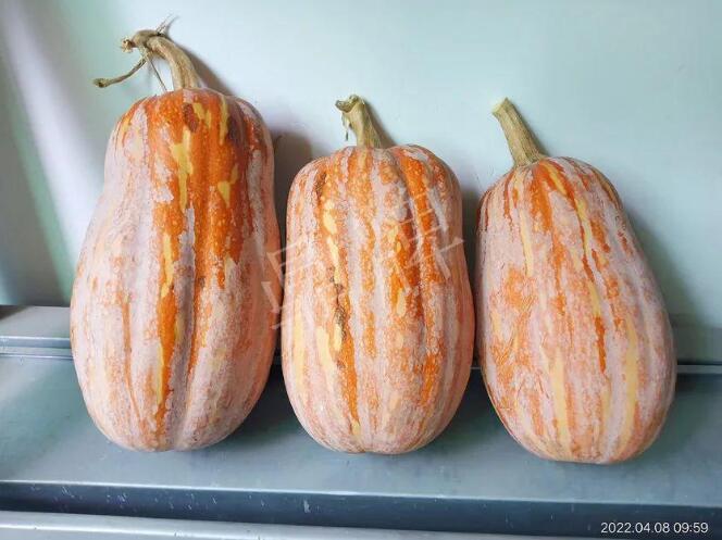 蔬菜種子種植戶客戶點(diǎn)評-去年的南瓜，放到現(xiàn)在還完好！能賣什么價(jià)？
