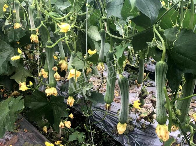 蔬菜種子種植戶客戶點評-這個絲瓜品種，找不到競爭對手……