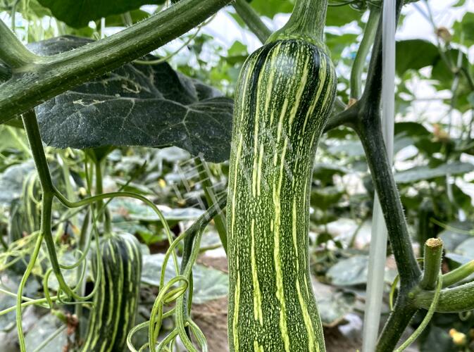 蔬菜種子種植戶客戶點評-打破常規(guī)，我的南瓜賣7元1斤……