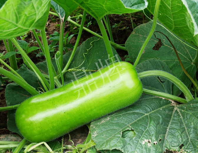 蔬菜種子種植戶客戶點評-牛逼！我露地栽培的瓠瓜，比別人大棚的還早上市！