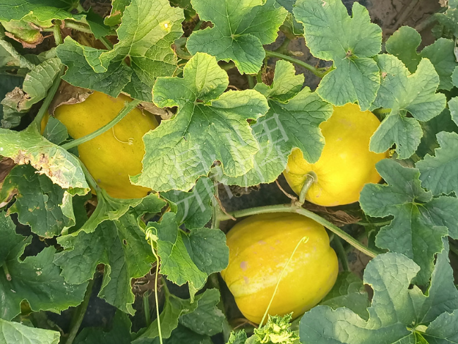 蔬菜種子種植戶客戶點評-種它！種它！高溫季節(jié)就種它！