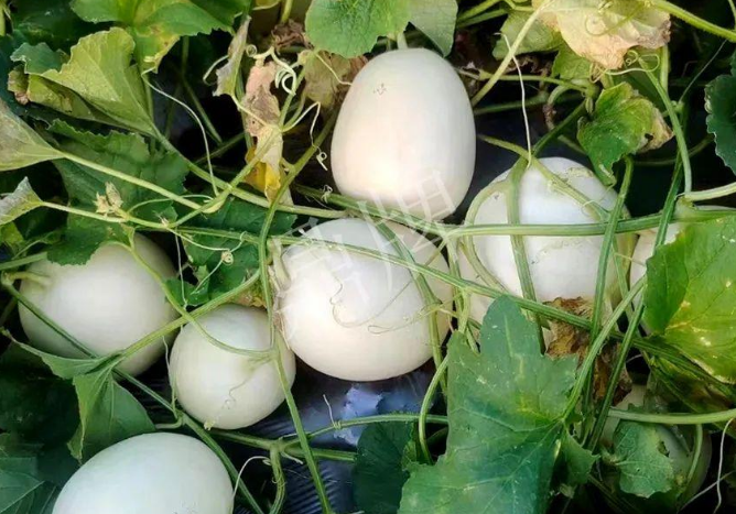 蔬菜種子種植戶客戶點評-巴適，巴適，這個甜瓜太巴適了！