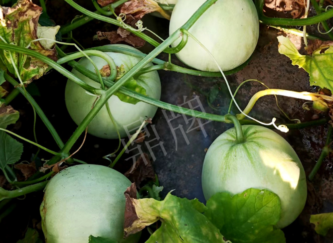 蔬菜種子種植戶客戶點評-種植這個品種，謹防小偷！??！