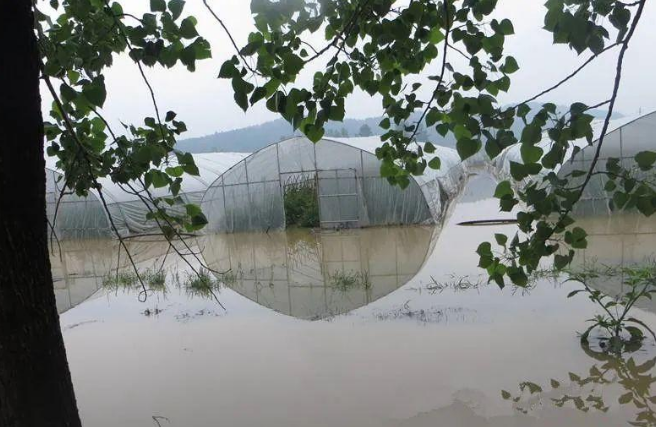 蔬菜種子種植戶客戶點評-可惜了！我的甜瓜被水淹了，還有救嗎？