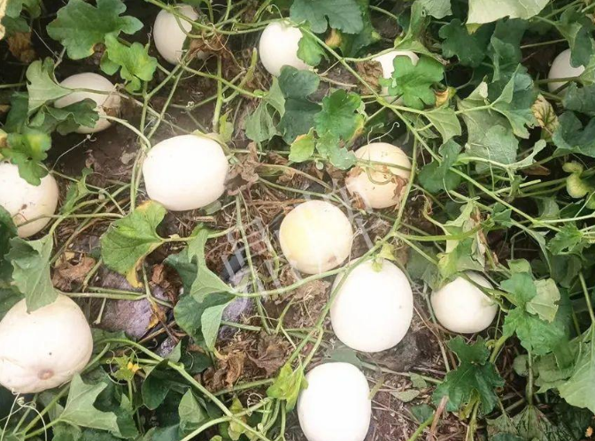 蔬菜種子種植戶客戶點評-什么？這個白皮甜瓜紅得發(fā)紫？