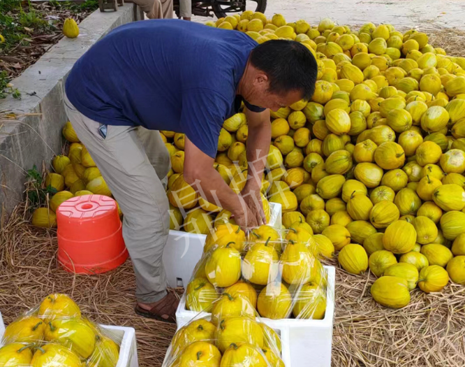 蔬菜種子種植戶客戶點評-這個品種抗性強、口感好，為我的合作社帶來了高收入!