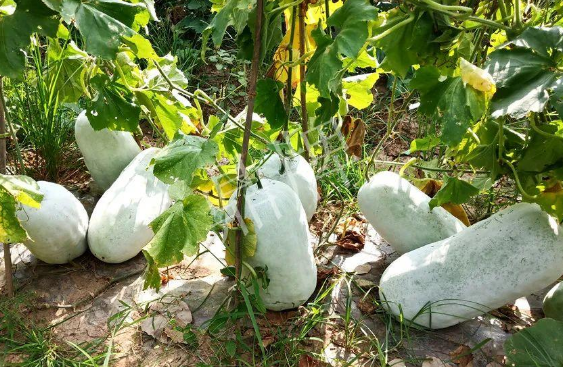 蔬菜種子種植戶客戶點評-驚訝！炎炎烈日下，小孩大聲喊：“大雪球！大雪球……”怎樣一回事？