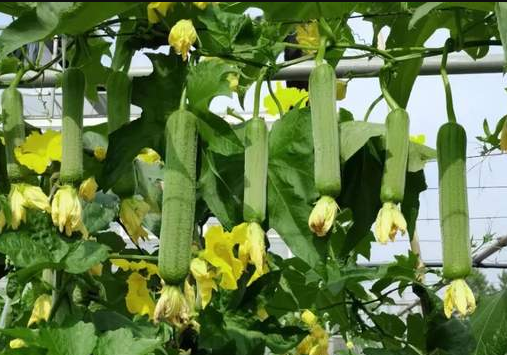 蔬菜種子種植戶客戶點評-每畝收入2萬元！這個絲瓜品種大受歡迎！