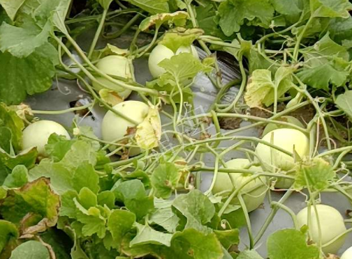 蔬菜種子種植戶客戶點評-種植甜瓜20年，這個品種讓我更省心！