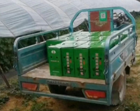 蔬菜種子種植戶客戶點評-很暢銷！團購6元一斤，這瓜夠香、夠甜、夠得勁兒！