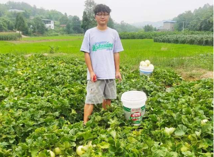 蔬菜種子種植戶客戶點評-甜瓜新品上市，每個賣9元，很暢銷！