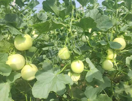 蔬菜種子種植戶客戶點評-種植這個新品種，我感到非常滿意！