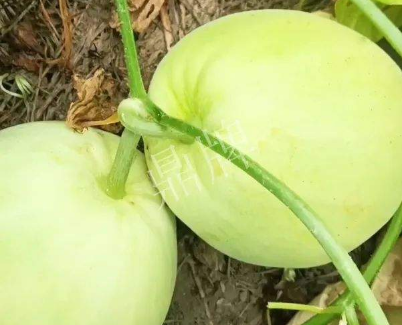 蔬菜種子種植戶客戶點評-我終于找到滿意的甜瓜品種了！